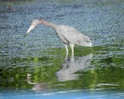 Egretta caerulea