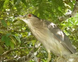 Nycticorax nycticorax