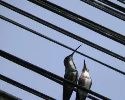 Anthracothorax prevostii