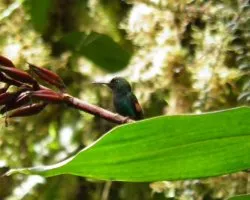 Lampornis calolaemus
