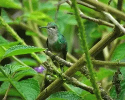 Thalurania colombica
