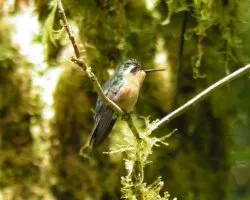 Eupherusa eximia