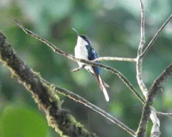 Heliothryx barroti