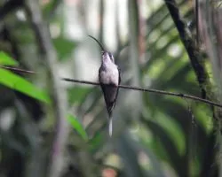 Phaethornis striigularis