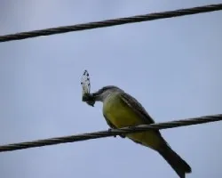 Tyrannus melancholicus