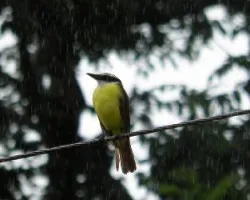 Pitangus sulphuratus