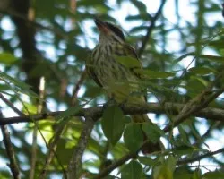 Myiodynastes luteiventris