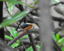 Chloroceryle aenea