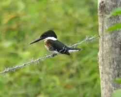 Chloroceryle americana