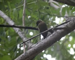 Picumnus olivaceus
