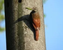 Xiphorhynchus erythropygius