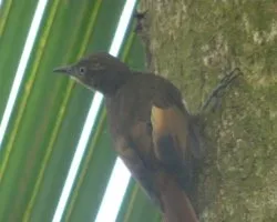 Dendrocincla anabatina
