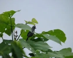 Thamnophilus doliatus