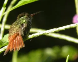 Amazilia tzacatl