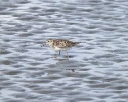 Calidris minutilla