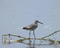 Tringa semipalmata