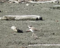 Charadrius collaris