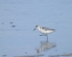 Calidris alba