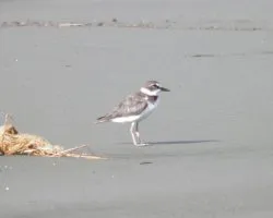 Charadrius wilsonia