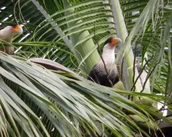 Caracara cheriway
