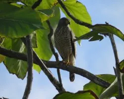 Buteo magnirostris