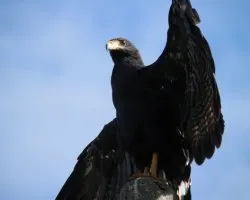 Buteogallus anthracinus
