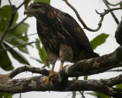 Buteogallus anthracinus