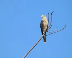 Milvago chimachima