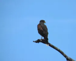 Parabuteo unicinctus