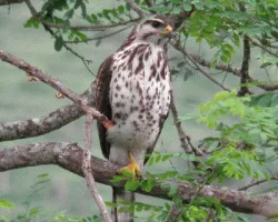 Buteo nitidus