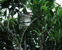 Tityra semifasciata