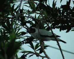 Tityra semifasciata