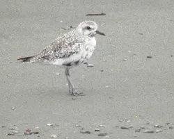 Pluvialis squatarola