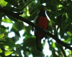 Trogon massena