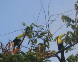 Ramphastos sulfuratus