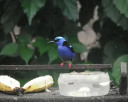 Cyanerpes cyaneus