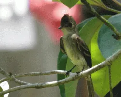 Contopus cinereus