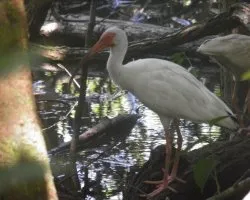 Eudocimus albus