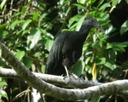 Mesembrinibis cayennensis