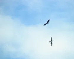 Pandion haliaetus