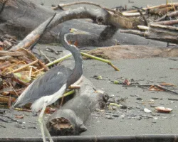 Egretta tricolor