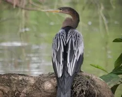 Anhinga anhinga