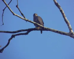 Buteo nitidus