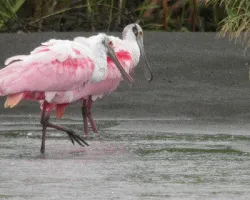Platalea ajaja