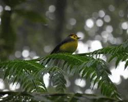 Myioborus torquatus