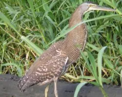 Tigrisoma mexicanum