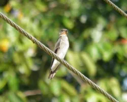 Stelgidopteryx ruficollis