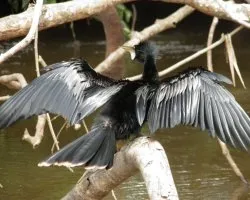 Anhinga anhinga
