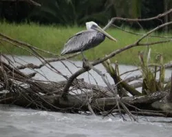 Pelecanus occidentalis