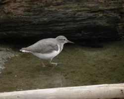 Calidris mauri